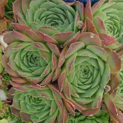 Sempervivum - Dachwurz - Hauswurz